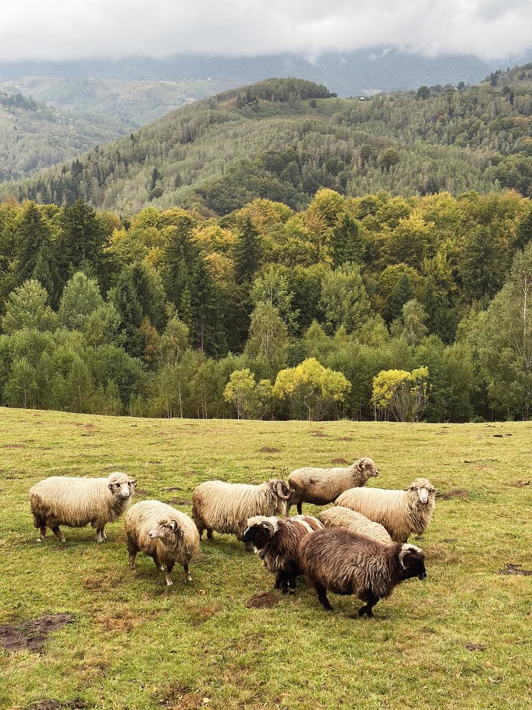 Căbănuța din Munți Instagram